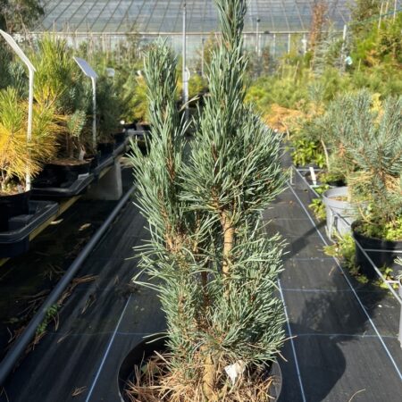Pinus sylvestris - Scots pine 'Fastigiata'