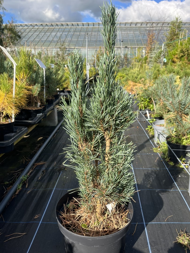 Pinus sylvestris - Scots pine 'Fastigiata'