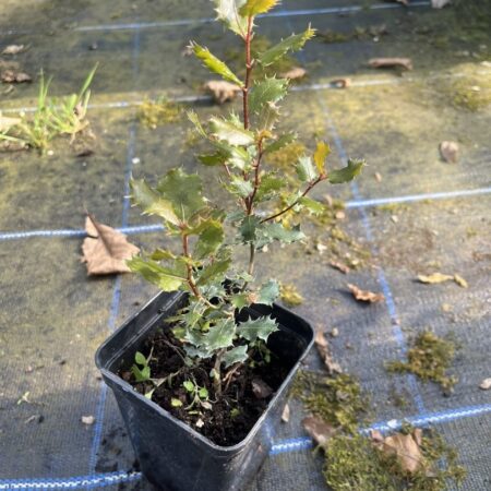 Quercus cornelius-mulleri - Muller Oak