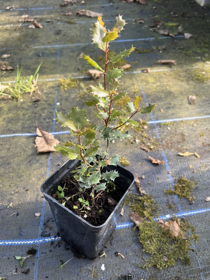 Quercus cornelius-mulleri - Muller Oak