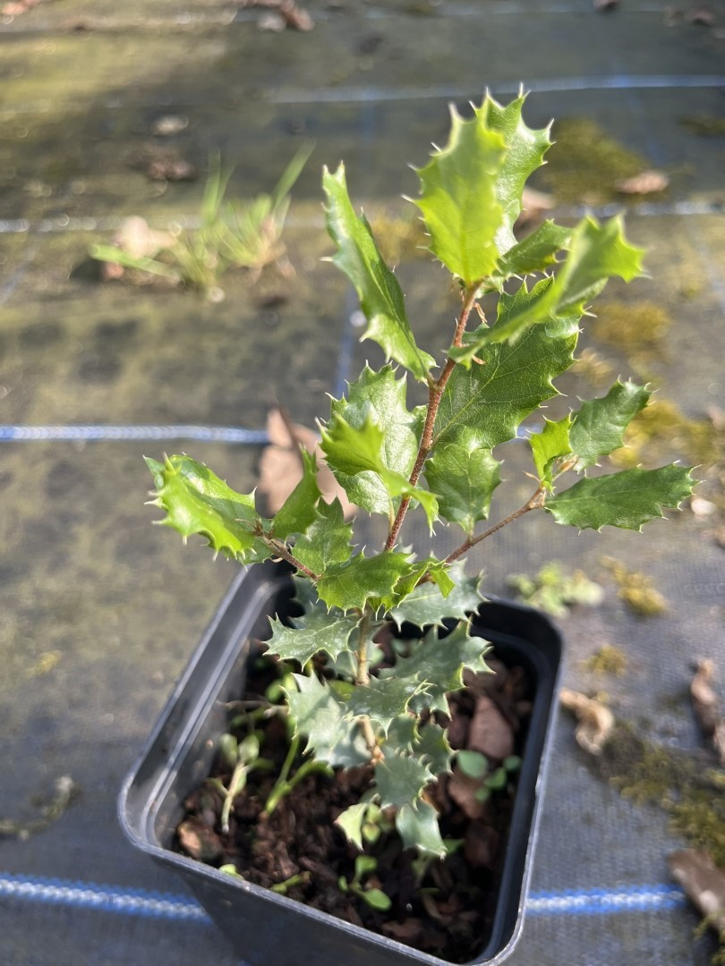 Quercus cornelius-mulleri - Muller Oak