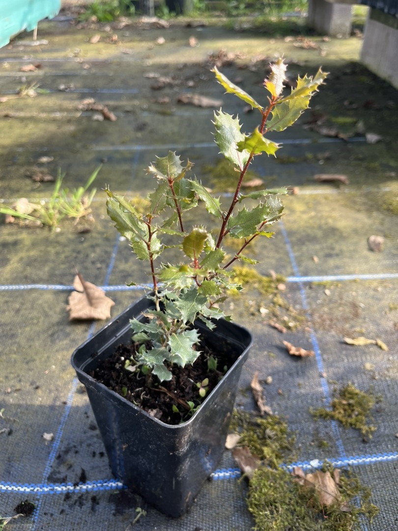 Quercus cornelius-mulleri - Muller Oak