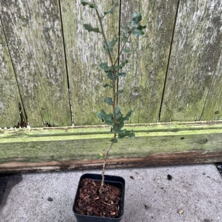 Quercus cornelius-mulleri - Muller Oak Tree