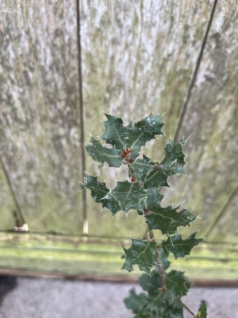 Quercus cornelius-mulleri - Muller Oak Tree