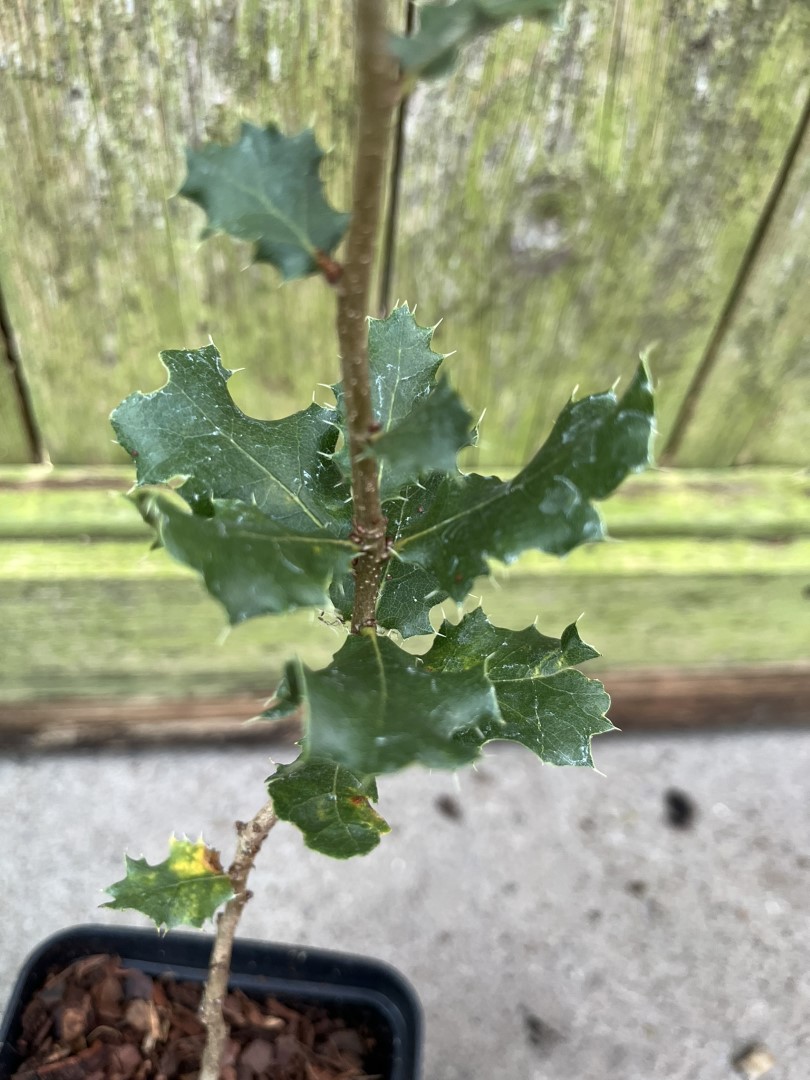 Quercus cornelius-mulleri - Muller Oak Tree