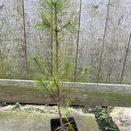 Scots Pine - Pinus sylvestris