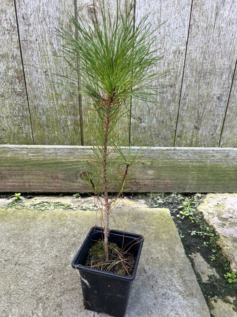 Scots Pine - Pinus sylvestris