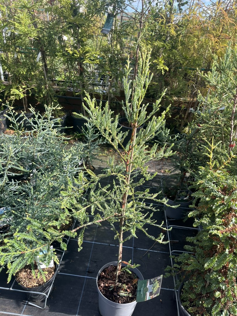 Sequoia sempervirens - Coast Redwood - Adpressa