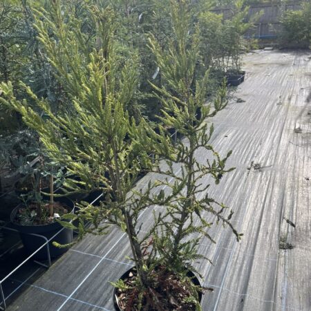 Sequoia sempervirens - Coast Redwood - Adpressa