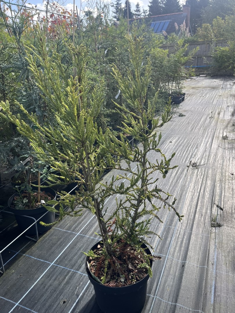 Sequoia sempervirens - Coast Redwood - Adpressa