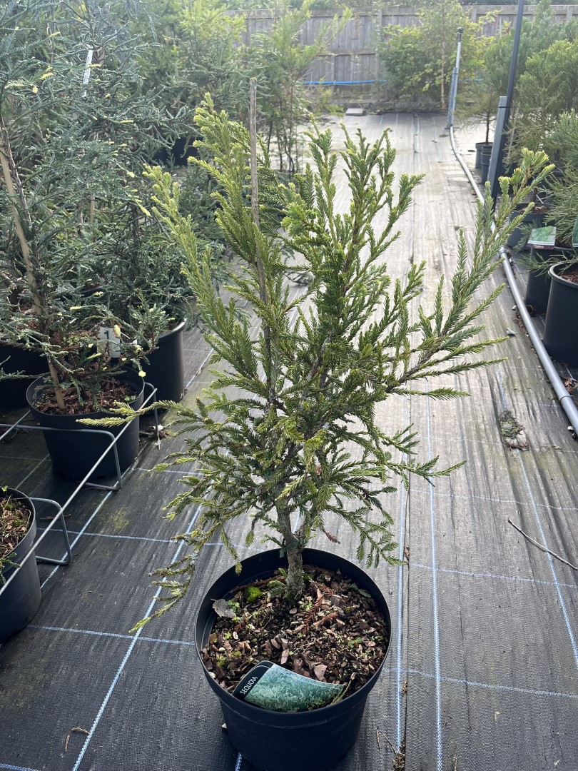 Sequoia sempervirens - Coast Redwood - Adpressa