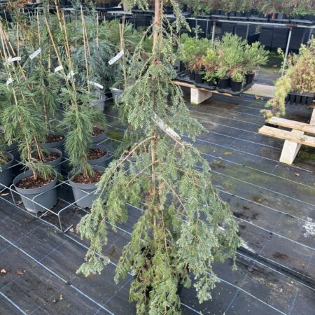 Sequoia sempervirens - Coast Redwood 'Silver Ghost'