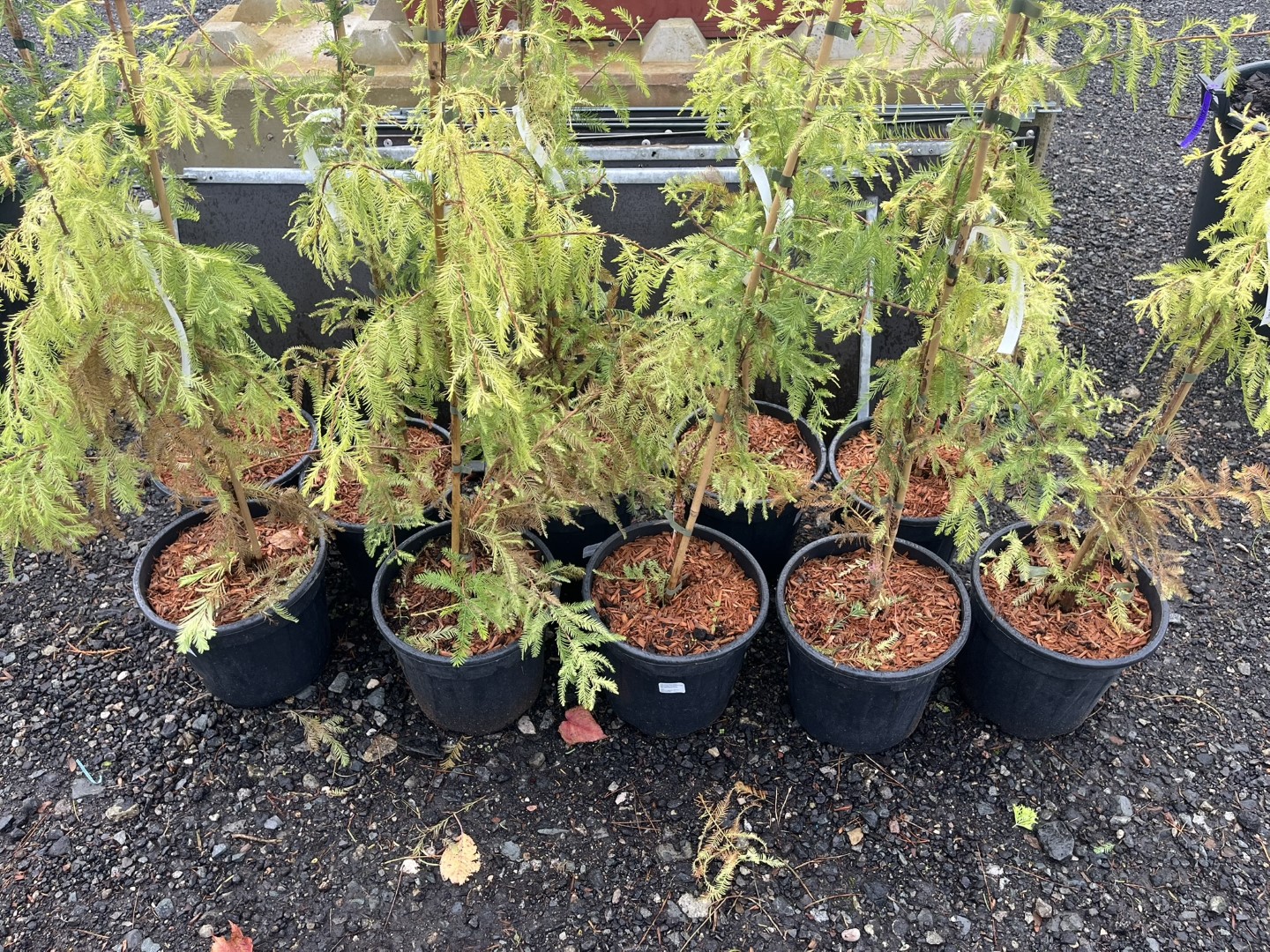 Taxodium distichum - Swamp Cypress 'Pevé Yellow