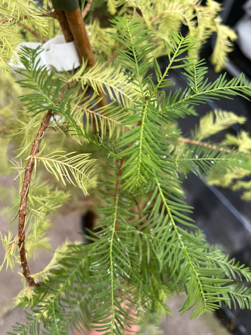 Taxodium distichum - Swamp Cypress 'Pevé Yellow