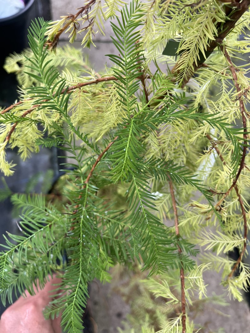 Taxodium distichum - Swamp Cypress 'Pevé Yellow