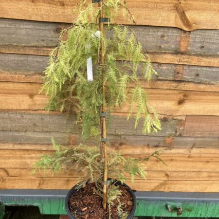 Taxodium distichum - Swamp Cypress 'Pevé Yellow