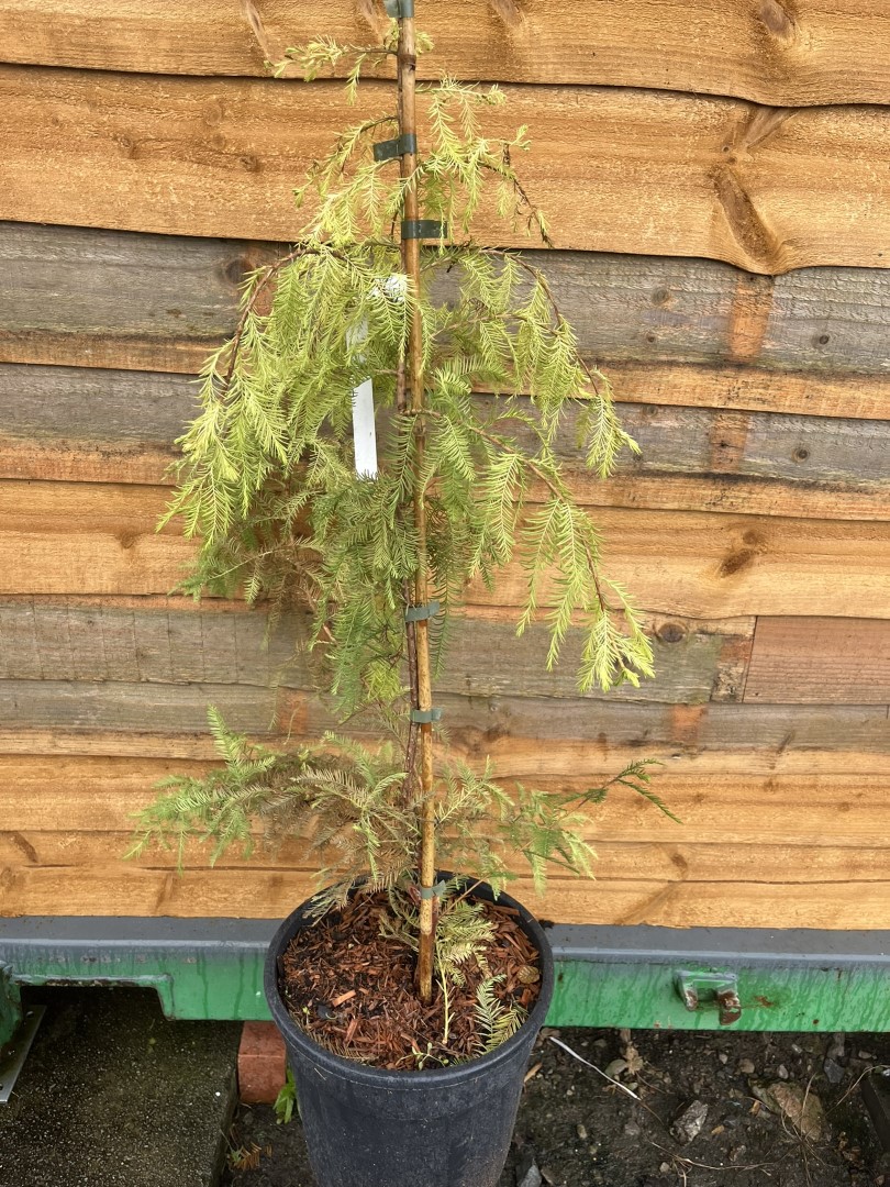 Taxodium distichum - Swamp Cypress 'Pevé Yellow