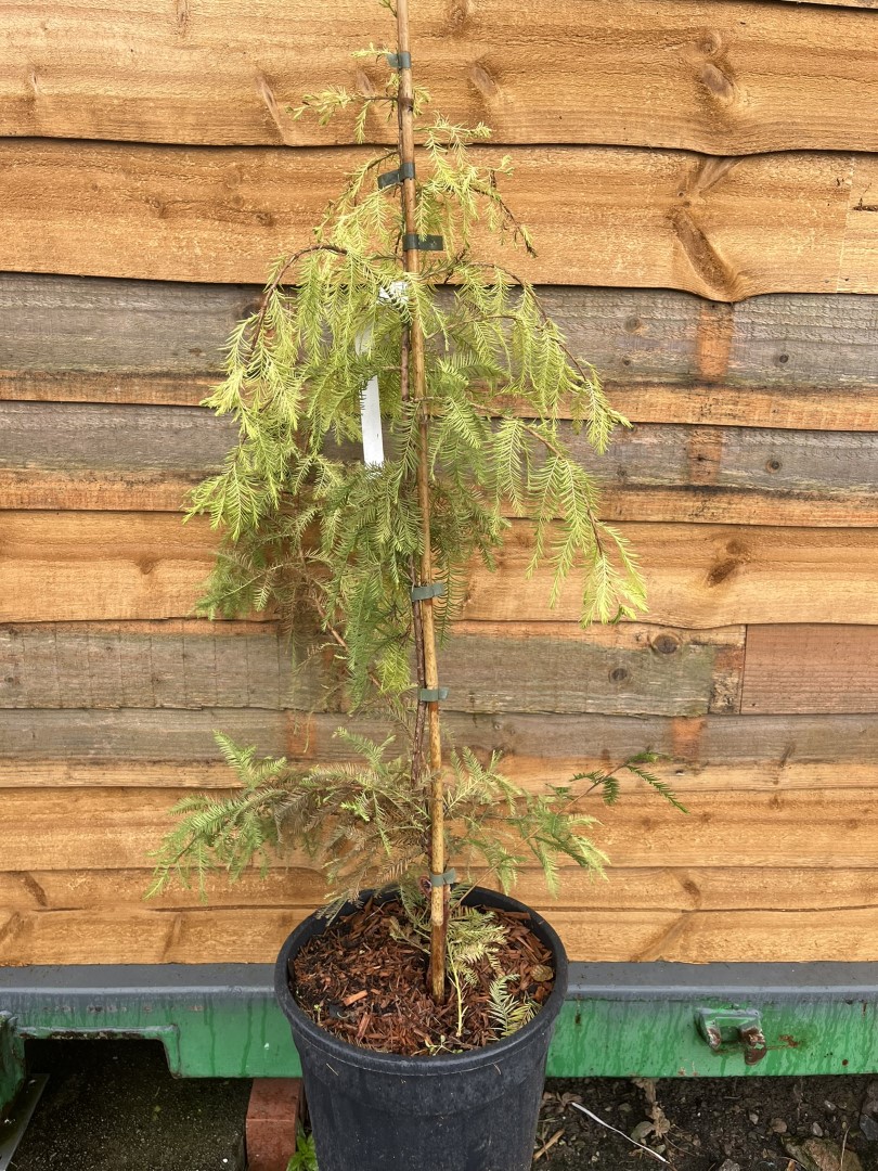 Taxodium distichum - Swamp Cypress 'Pevé Yellow