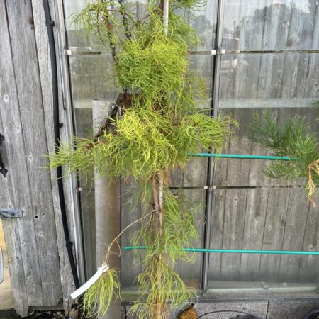 Taxodium distichum var. imbricarium - Swamp Cypress 'Nutans'