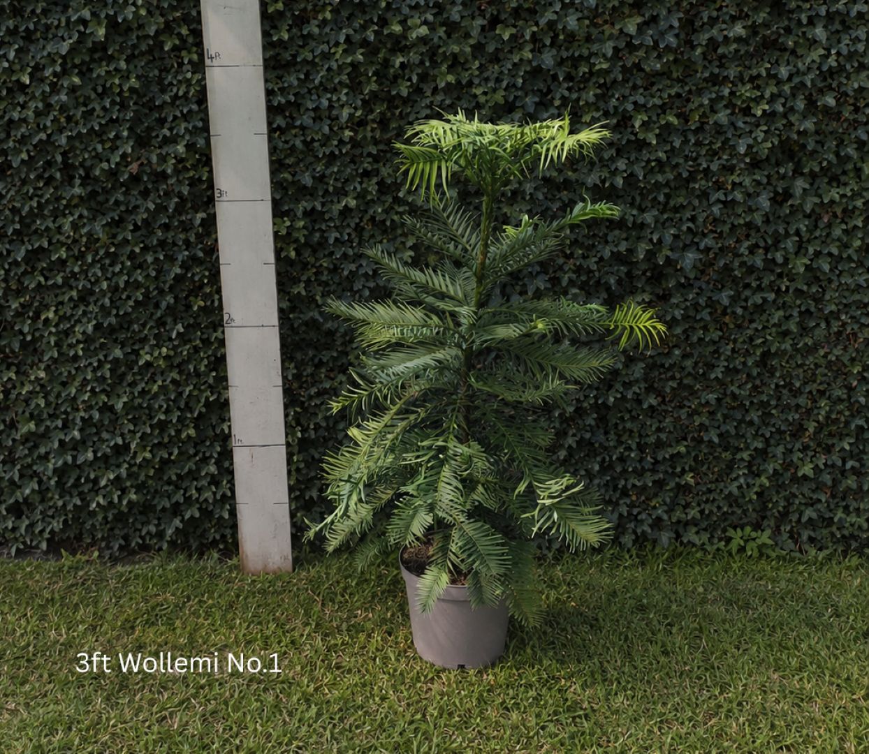 Wollemia nobilis - Wollemi Pine Tree