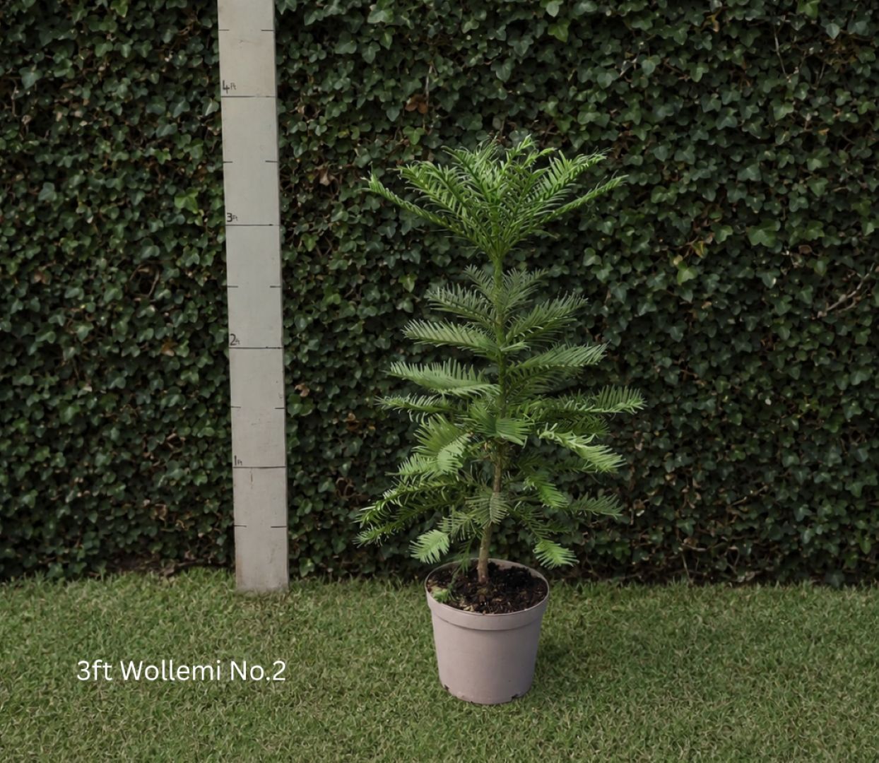 Wollemia nobilis - Wollemi Pine Tree