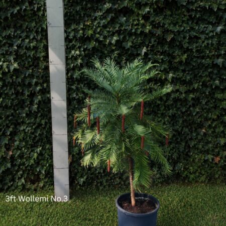 Wollemia nobilis - Wollemi Pine Tree