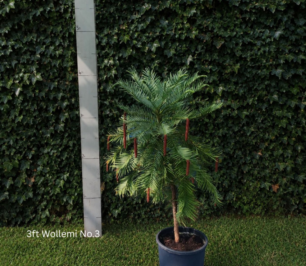 Wollemia nobilis - Wollemi Pine Tree