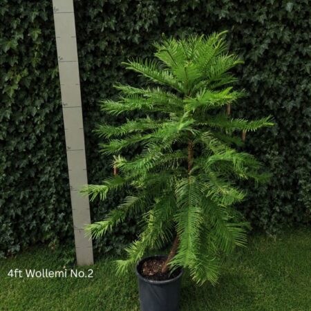 Wollemia nobilis - Wollemi Pine Tree