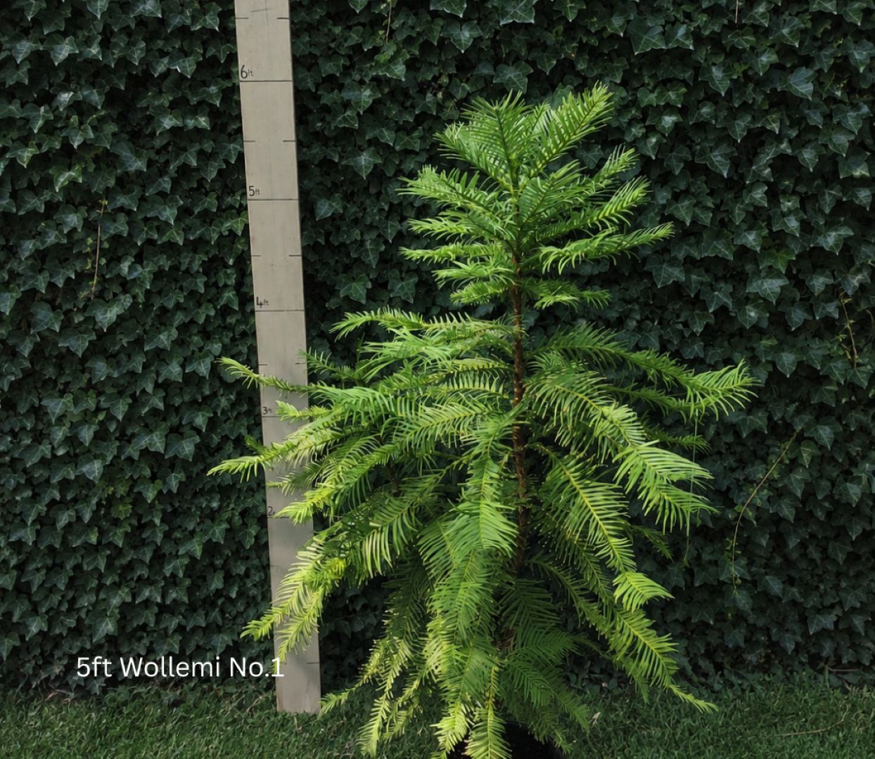 Wollemia nobilis - Wollemi Pine Tree