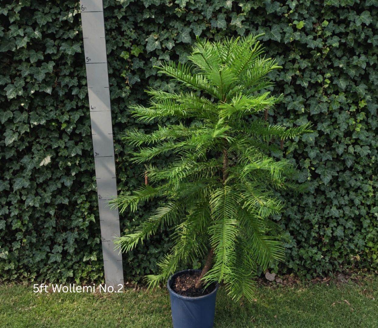 Wollemia nobilis - Wollemi Pine Tree