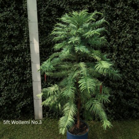 Wollemia nobilis - Wollemi Pine Tree
