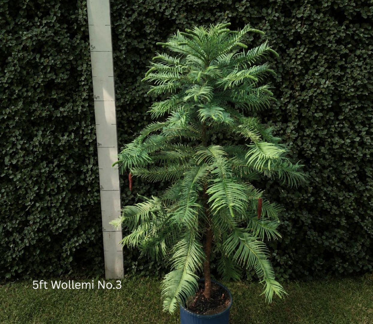 Wollemia nobilis - Wollemi Pine Tree