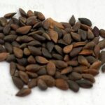Spruce Seeds